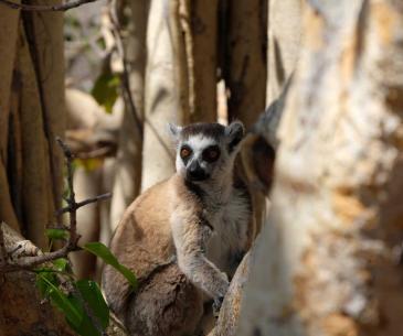 Lemur